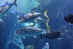 2013-09-20_Monaco_-_029