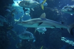 2013-09-20_Monaco_-_040