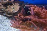 2013-09-20_Monaco_-_094