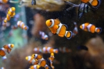 2013-09-20_Monaco_-_104