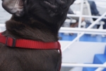 2014-09_Perros-Guirec_-_089
