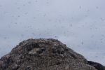 2014-09_Perros-Guirec_-_117