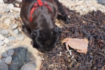 2014-09_Perros-Guirec_-_244