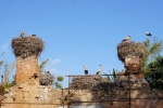2015-05__Rabat85