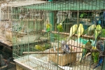 2016-01-Java-Jogjakarta-047