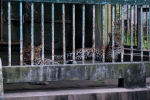 2016-01-Java-Jogjakarta-126