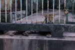 2016-01-Java-Jogjakarta-127