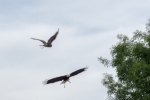 2018-08-Puy_Du_Fou-069