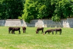 2019-06-Chenonceau-Beauval-002