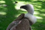 2019-06-Chenonceau-Beauval-070