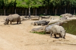 2019-06-Chenonceau-Beauval-094
