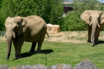 2019-06-Chenonceau-Beauval-098