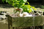 2019-06-Chenonceau-Beauval-119